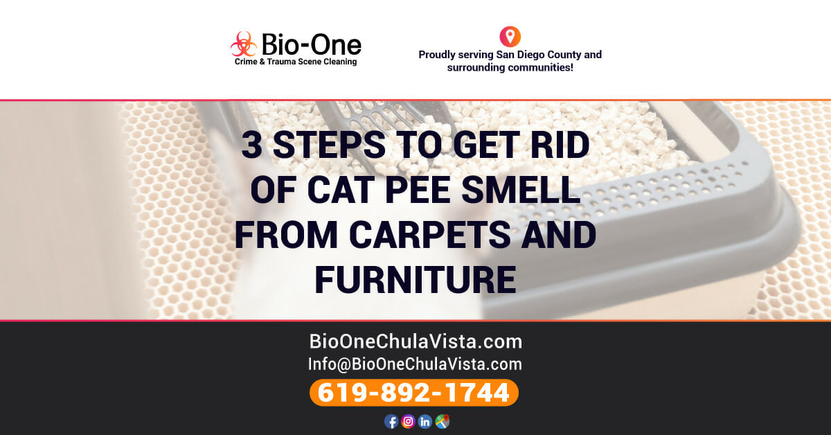 3 Steps to Get Rid of Cat Pee Smell from Carpets and Furniture Bio